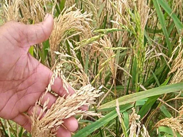 ধানের শীষের রং বদল
