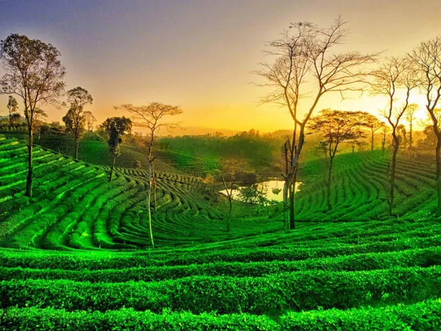 assam tea.jpg