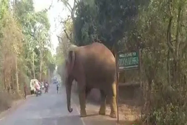 ঝাড়গ্রামের দুধকুন্ডি ও গড় শালবনিতে হাতির তান্ডব