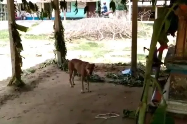 পাগল কুকুরের আতঙ্কে ঘুম উড়েছে গ্রামবাসীর, জখম ৫