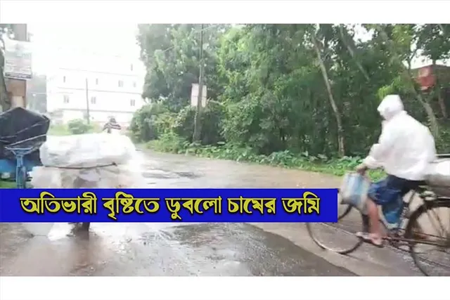 অতিভারী বৃষ্টিতে ডুবলো চাষের জমি