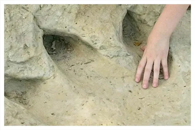 খুঁজে পাওয়া গেল ১১৩ মিলিয়ন বছর আগের ডাইনোসরের পায়ের ছাপ