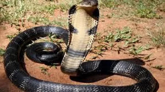 টব থেকে লাফিয়ে পড়ল বিশালাকৃতির কোবরা, তারপর...