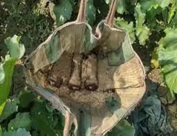 ফের বীরভূমে উদ্ধার হল ড্রামভর্তি বোমা