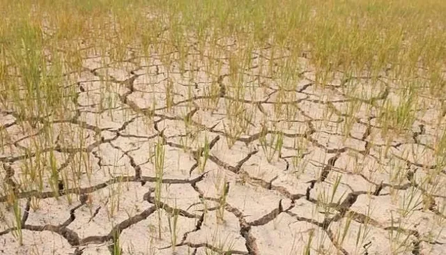 জলের অভাবে ফেটে যাচ্ছে আমন ধানের জমি