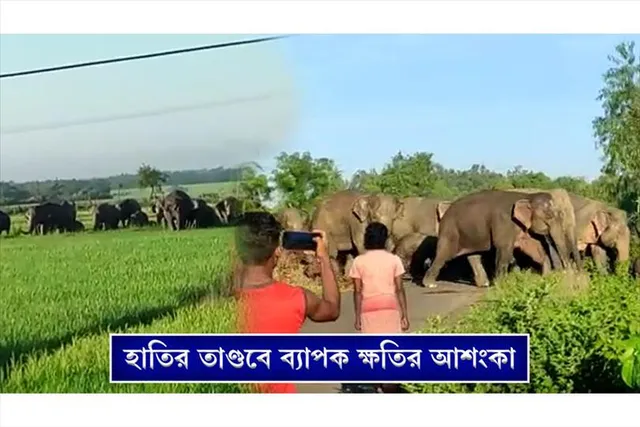 হাতির তাণ্ডবে ফসলের ব্যাপক ক্ষতির আশঙ্কা