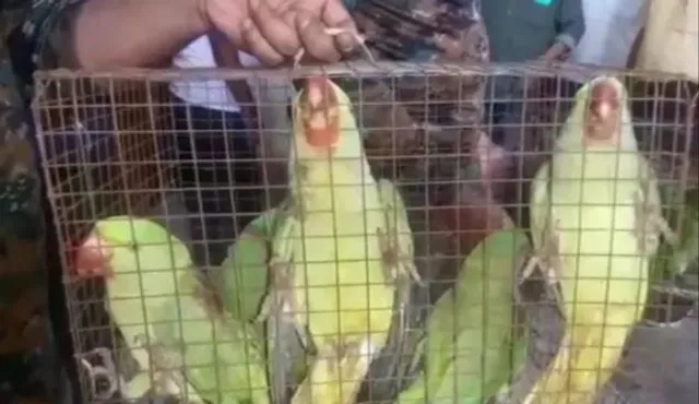 ৫৫টি টিয়া পাখি উদ্ধার করল বনদপ্তর