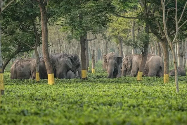 হাতির তান্ডবে তছনছ চা বাগান