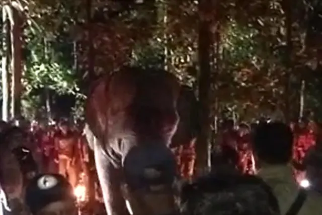 ধরা পড়লো এক দাঁতাল