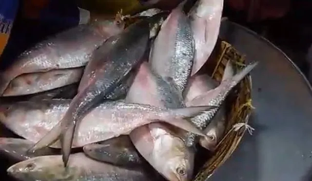 বাংলায় আসছে ২ হাজার ৮০ মেট্রিক টন ইলিশ