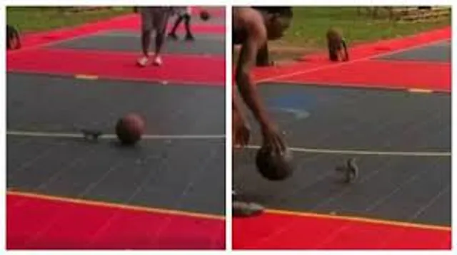 বাস্কেটবল খেলতে মত্ত কাঠবিড়ালি