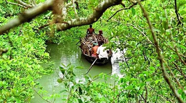 সুন্দরবনে বেড়াতে গিয়ে বিপত্তি, রাতে নৌকা থেকে নিখোঁজ পর্যটক