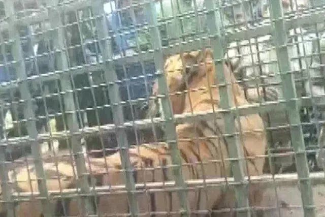 ১৩ জনকে হত্যাকারী বাঘ এবার খাঁচায় বন্দী