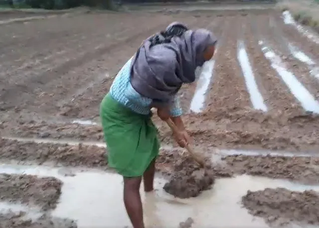 অতি বর্ষণের জেরে জলের তলায় চাষের জমি