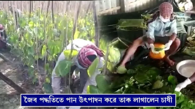 জৈব পদ্ধতিতে উৎপাদিত পান পাড়ি দিচ্ছে অস্ট্রেলিয়া ও সৌদি আরবে
