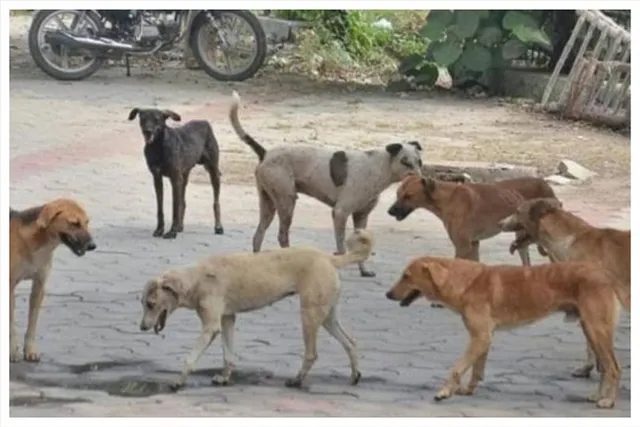 আঠারোটি পথ কুকুরকে বিষ প্রয়োগ করে হত্যা অন্ধ্রপ্রদেশে