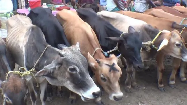 কেতুগ্রাম দিয়ে গরু পাচারের চেষ্টা