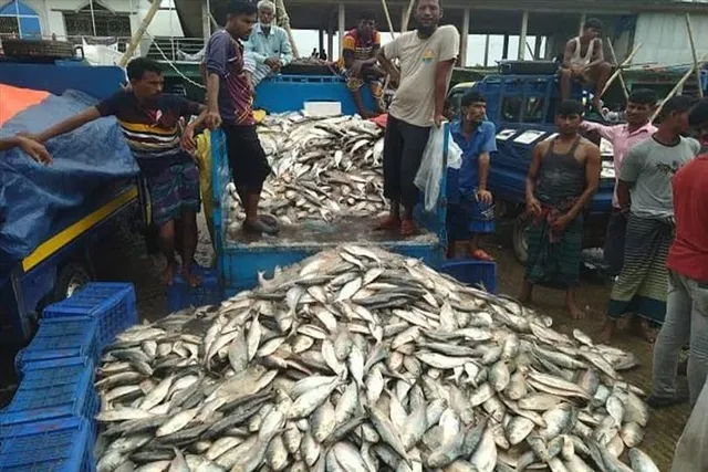 ঝাঁকে ঝাঁকে জালে ধরা পড়ল ইলিশ মাছ