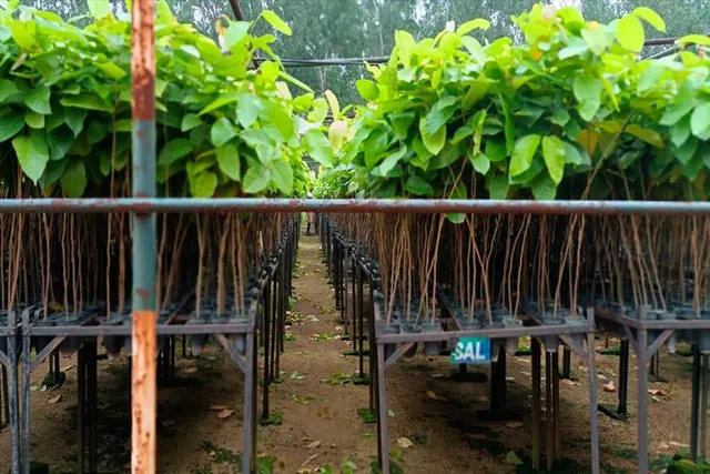 ২০ লক্ষ চারা গাছ রোপনের লক্ষ্য নিয়ে পালিত হবে বনমহোৎসব