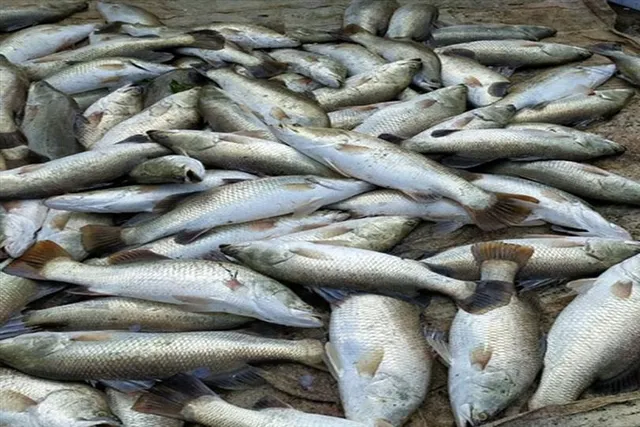 ভেটকি মাছ চাষের সম্পর্কে জানুন