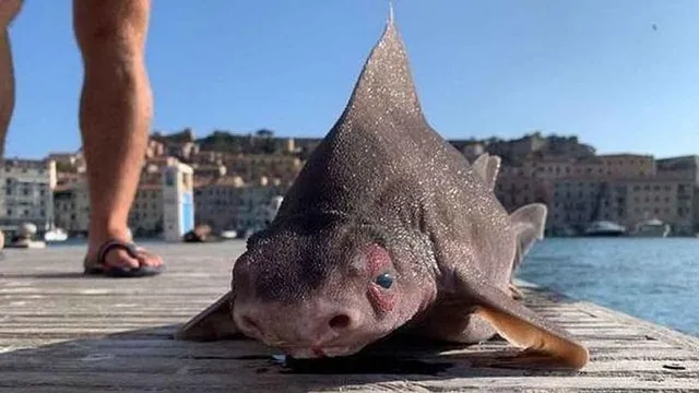 সমুদ্র থেকে উঠে এল অদ্ভুত দর্শন পিগ ফিশ
