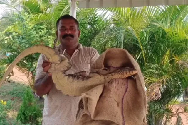 ঘাটালে কুমীর আতঙ্ক!