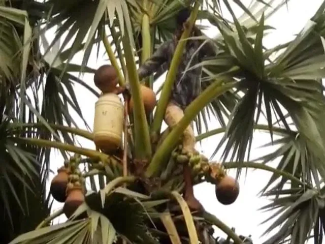 গরমে চাহিদা বাড়ছে তাল রসের