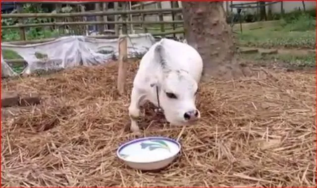 বিশ্বের সবচেয়ে ছোট গোরুর সন্ধান মিলল