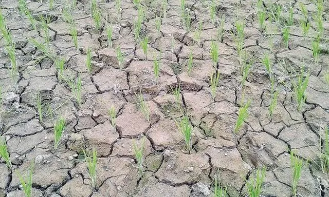 অপর্যাপ্ত বৃষ্টি, কপালে চিন্তার ভাঁজ কোচবিহারের ধান চাষিদের