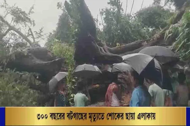 ৩০০ বছরের বটগাছের মৃত্যুতে শোকের ছায়া এলাকায়