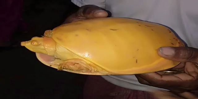 বিরল হলুদ রঙের কচ্ছপ উদ্ধার