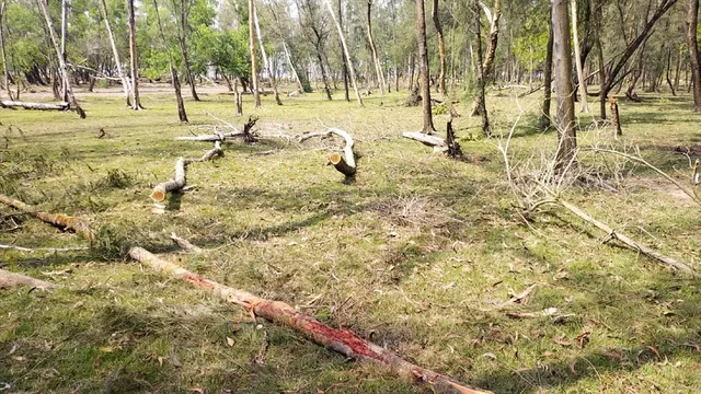 বেআইনি ভাবে গাছ কাটার অভিযোগ বন দফতর কর্মীদের বিরুদ্ধে