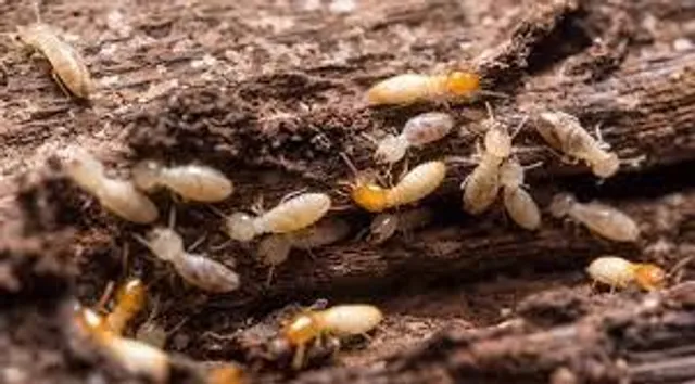 বাড়িতে উইপোকার উপদ্রব বেড়েছে?