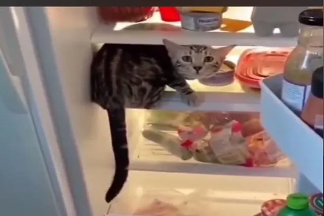 ফ্রিজ খুলে ভুরিভোজ বিড়ালের, দেখুন ভিডিও