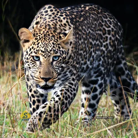 কোচবিহারে ছড়াল চিতাবাঘের আতঙ্ক