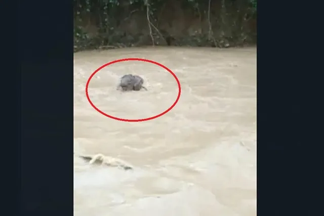 জলের তোড়ে ভেসে গেল একটি হস্তিশাবক