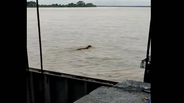 বাঘ যখন লড়াকু সাঁতারু, রইলো ভাইরাল ভিডিও