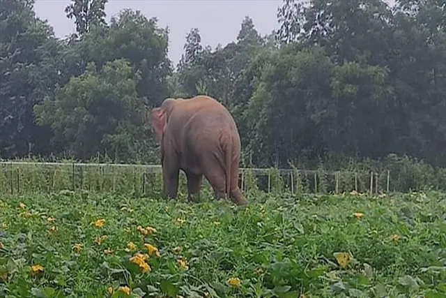 হাতির হানায় জখম এক মহিলা
