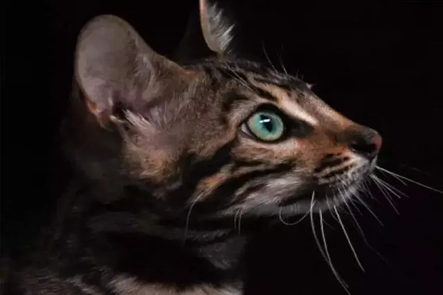 বিহুর মুখে লেপার্ড ক্যাট শিকার, পুলিশের জালে ৩