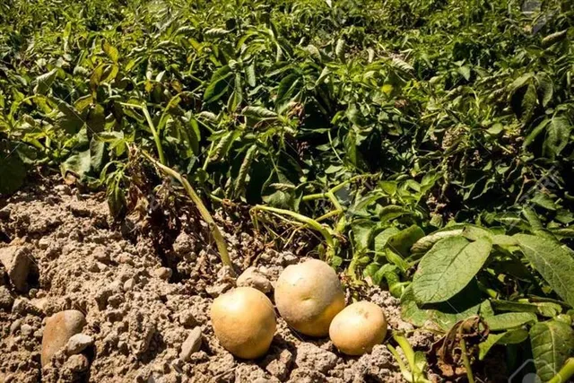 আলু পাওয়াতে গিয়ে বিষধর সাপের কামড় খেলেন যুবক