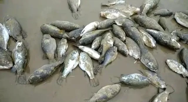 দিঘার সমুদ্রে ভাসছে হাজার হাজার মৃত সামুদ্রিক ব্যাঙ