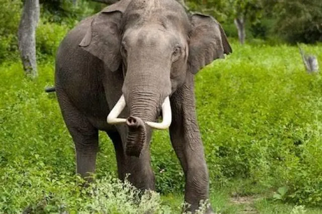 বুনো দাঁতালের তাণ্ডবে নাজেহাল মানুষ