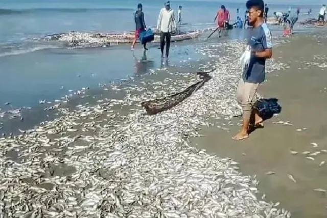 কক্সবাজার সমুদ্র সৈকত জুড়ে শুধু মাছ আর মাছ