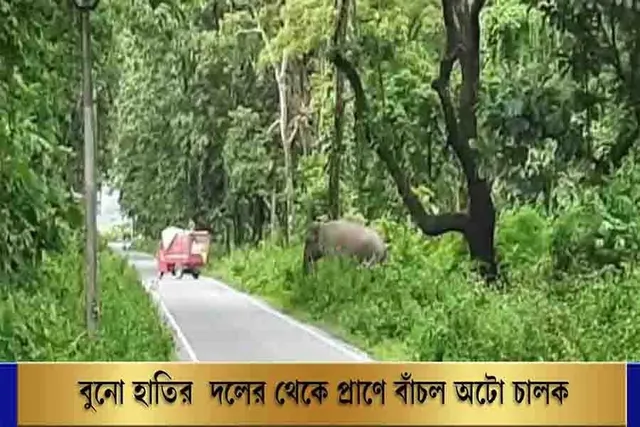 বুনো হাতির দলের থেকে প্রাণে বাঁচল অটো চালক
