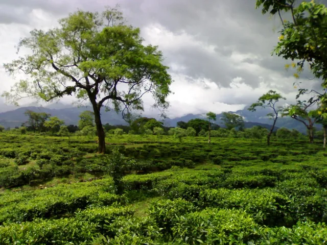 ফাঁকা হয়ে যাচ্ছে জঙ্গল, বাড়ছে কাঠ পাচার