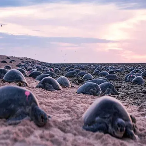 ২৩ মেঃ বিশ্ব কচ্ছপ দিবস