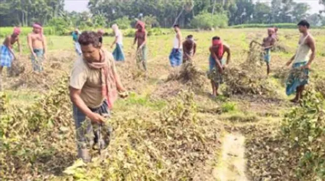 রোজগার বাড়ছে চাষিদের, দাবি নাবার্ডের