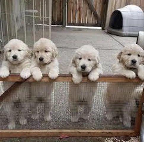 আপনার বাড়ির কুকুরের  শরীরের পক্ষে কী খাবার স্বাস্থ্যকর   জানুন