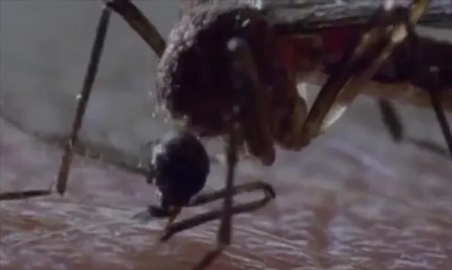 বাংলাদেশে পাওয়া গেল ডেঙ্গির প্রাণঘাতী ভ্যারিয়েন্ট ডেনভি-৩