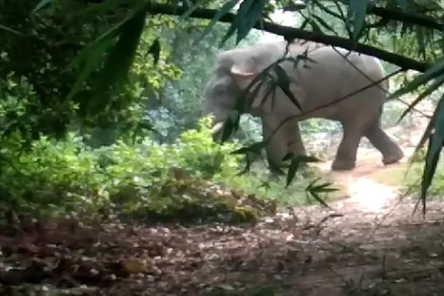 পুজোর মরসুমে হাতির তাণ্ডবে নাজেহাল জঙ্গলমহলের বাসিন্দারা